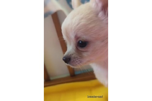 成約済の福岡県のチワワ(ロングコート)-253447の2枚目